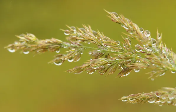 Grass, drops, blades