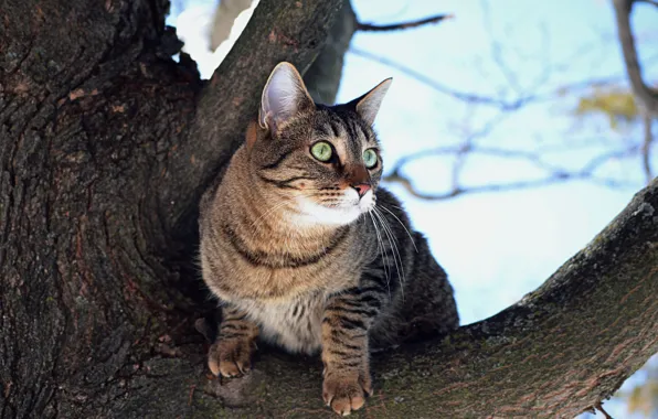 Дерево, Кошка, Tree, Cat