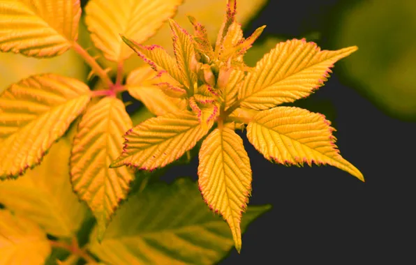 Yellow, leaf, plant