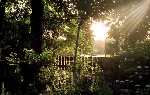 Деревья, забор, сад, солнечный свет, sunrise in the garden