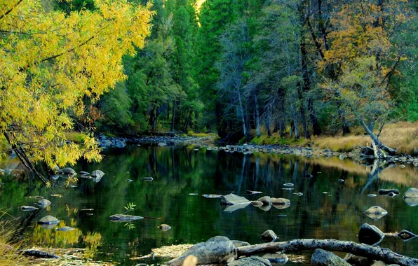 Лес, природа, река, Yosemite National Park