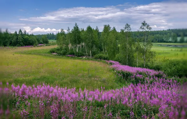 Лето, цветы, березы, луга, Evalds Kivlenieks
