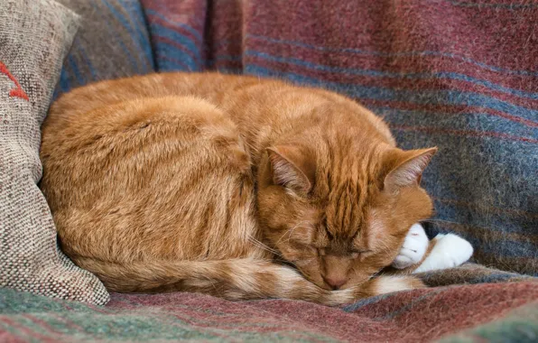 Кот, рыжий, спит