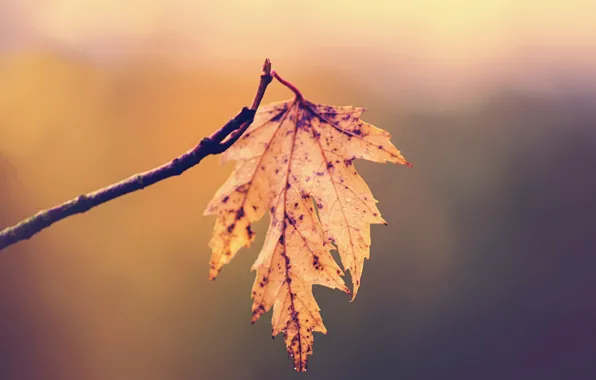 Autumn, leaf, branch, fall