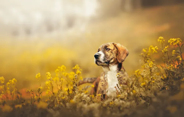 Поле, взгляд, цветы, природа, поза, поляна, портрет, собака