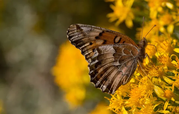 Картинка цветы, фон, бабочка, крылья, желтые