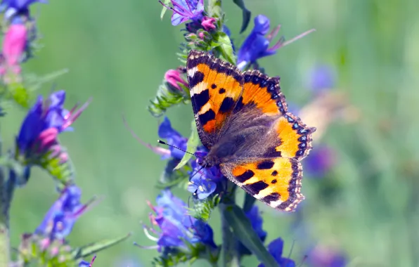 Flower, butterfly, insect