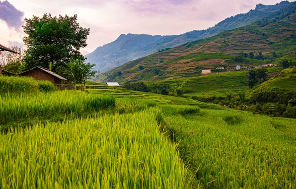 Горы, склоны, Вьетнам, Sapa, рисовые плантации