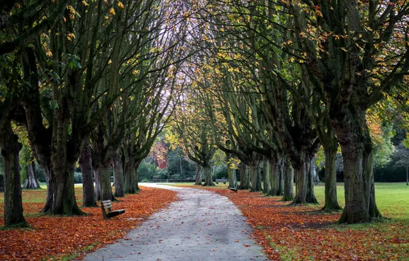 Картинка park, autumn, oxford, cowley