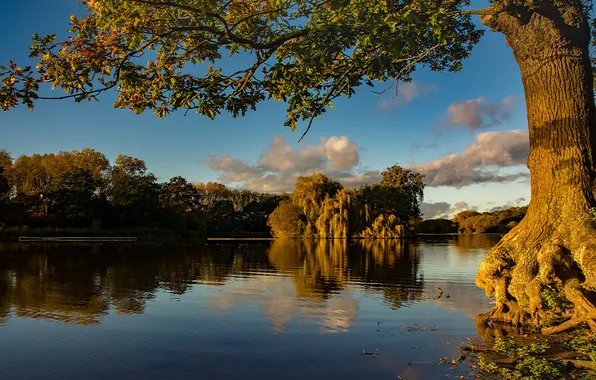 Картинка лес, небо, вода, облака, деревья, пейзаж, закат, природа