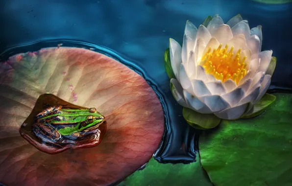 Картинка цветок, листья, лягушка, кувшинка, водяная лилия
