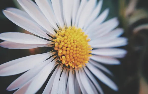 Картинка цветок, ромашка, белые лепестки