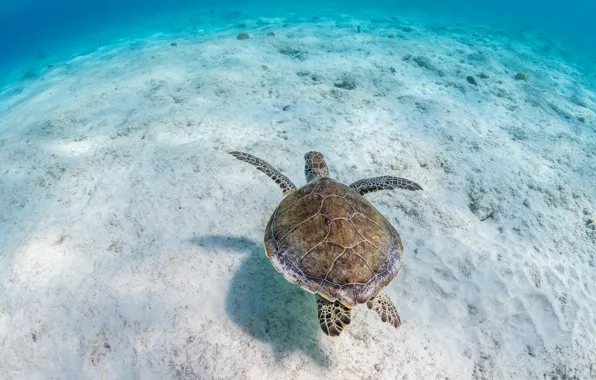 Картинка песок, море, вода, фон, черепаха, дно, подводный мир, морская черепаха