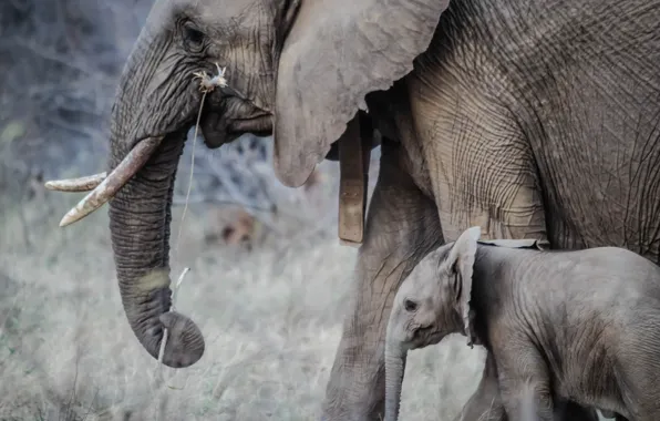 Картинка Jungle, Baby, Elephant, _African, 5K_Wallpape