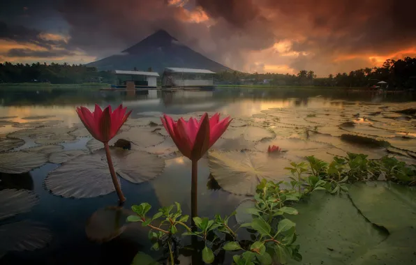 Картинка пейзаж, цветы, природа, озеро, рассвет, лилии, утро, вулкан
