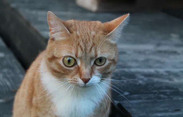 Взгляд, Кот, рыжий