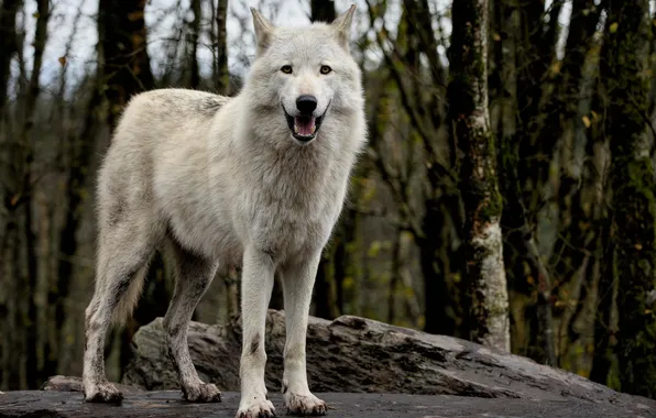Картинка nature, snow, predator, face, animal, wolf, wildlife, portrait