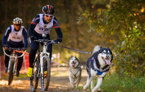 Собаки, спорт, велосипеды