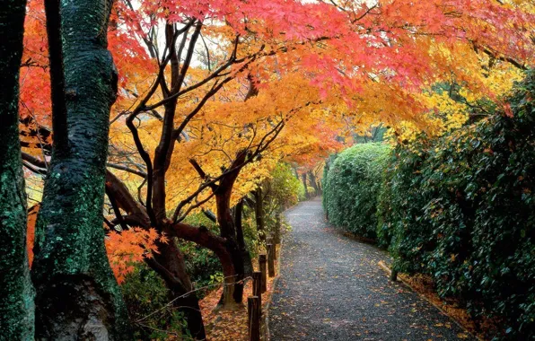 Осень, листья, деревья, парк, Япония, сад, дорожка, кусты