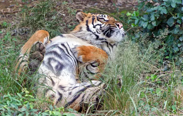 Картинка кошка, трава, тигр, отдых, суматранский