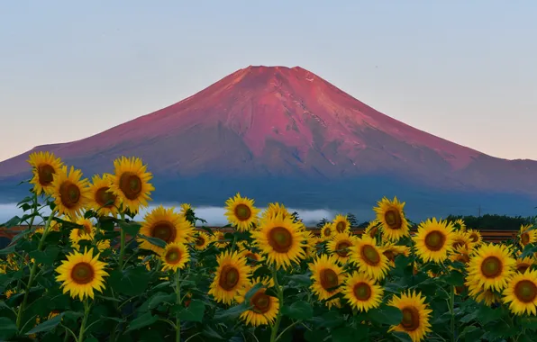 Картинка поле, небо, закат, подсолнух, Япония, гора Фудзияма
