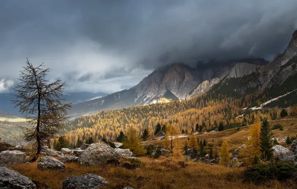 Осень, лес, горы, тучи, туман, камни, дерево, пасмурно