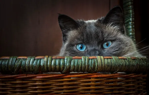 Кошка, кот, взгляд, корзина, мордочка, голубые глаза, котейка