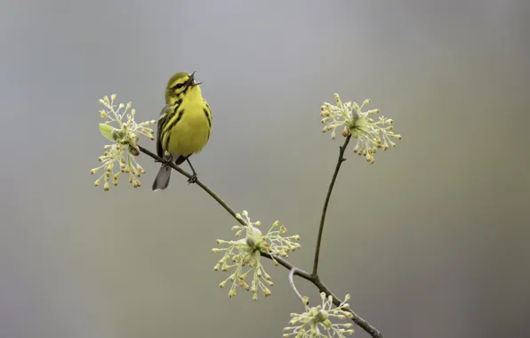 Картинка природа, птица, весна, Prairie Warbler