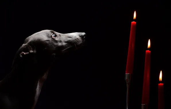 Картинка взгляд, собака, свечи