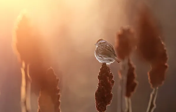 Song sparrow, Melospiza melodia, Bruant chanteur