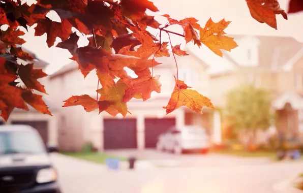 Осень, листья, дерево, улица, клен