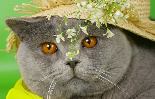 Картинка кошка, глаза, кот, морда, цветы, серый, шляпа, желтые