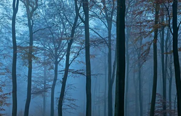 Деревья, туман, голубой, вечер, Лес
