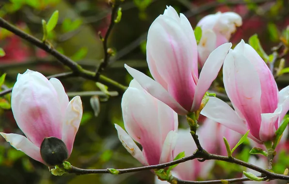 Flower, spring, magnolia, twig