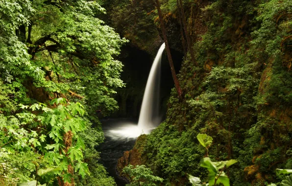 Лес, деревья, скала, водопад, США, Oregon, Metlako Falls