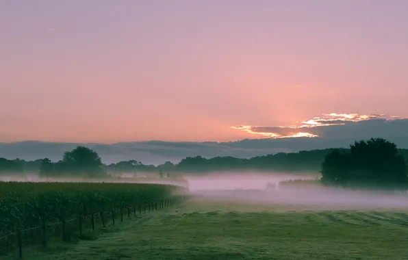 Картинка поле, небо, трава, облака, закат, туман, холмы, виноградник