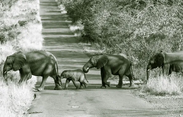 Дорога, природа, слоны