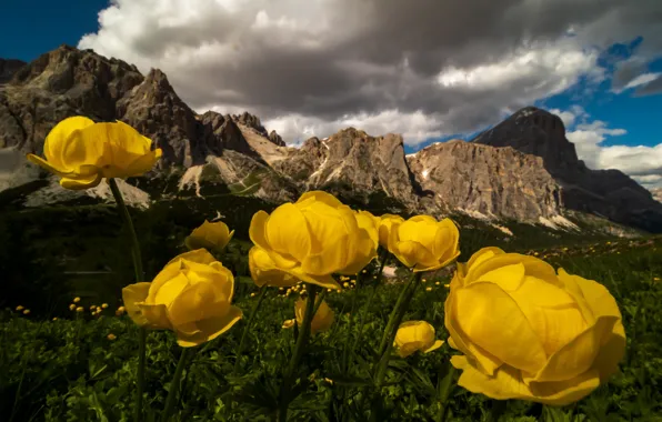 Цветы, горы, желтые, купальницы