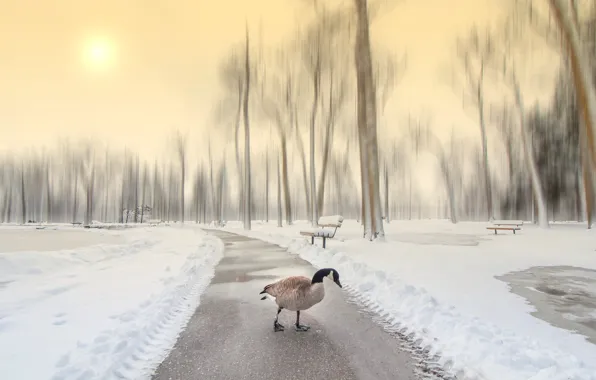 Зима, парк, птица, гусь