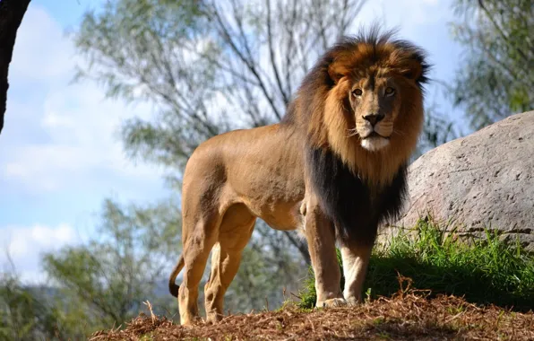 Animals, lion, king, male, big cat
