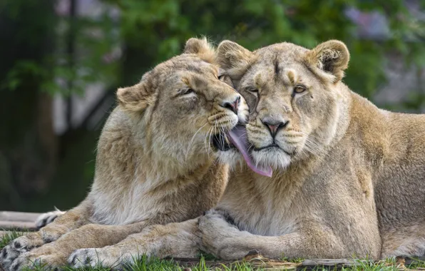 Любовь, кошки, пара, львы, львица, ©Tambako The Jaguar