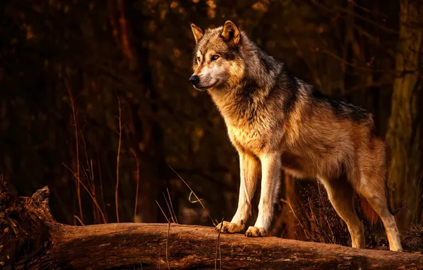Картинка nature, predator, animal, wolf, wildlife, portrait., Canis lupus. face • wolf • portrait • predator