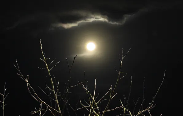 Moon, night, clouds, shadows, branches