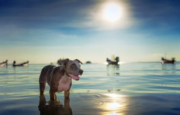 Море, взгляд, друг, собака