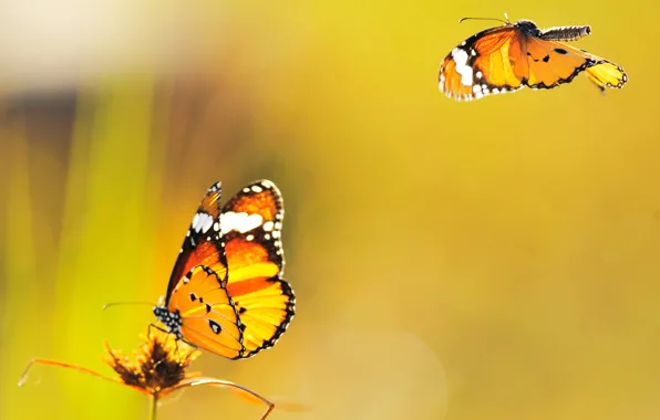 Картинка бабочки, жёлтый, фон, летают