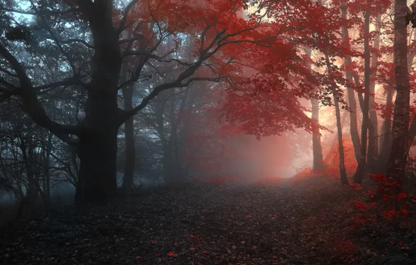 Картинка дорога, осень, лес, листья, деревья, туман
