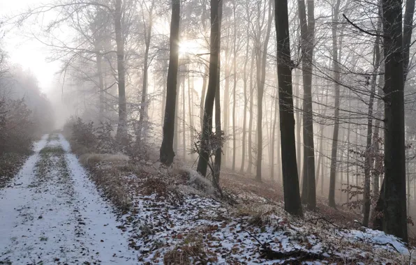 Картинка дорога, лес, снег