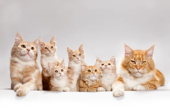 Картинка кот, кошки, котята, мейн-кун