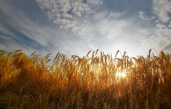 Картинка пшеница, поле, небо, облака, колосья, солнечный свет