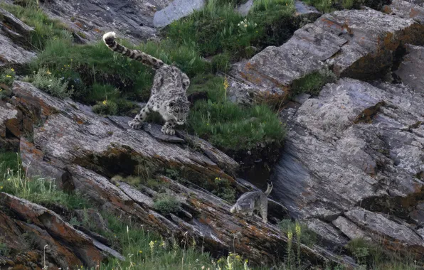 Картинка скалы, ирбис, снежный барс, snow leopard, cliffs, irbis